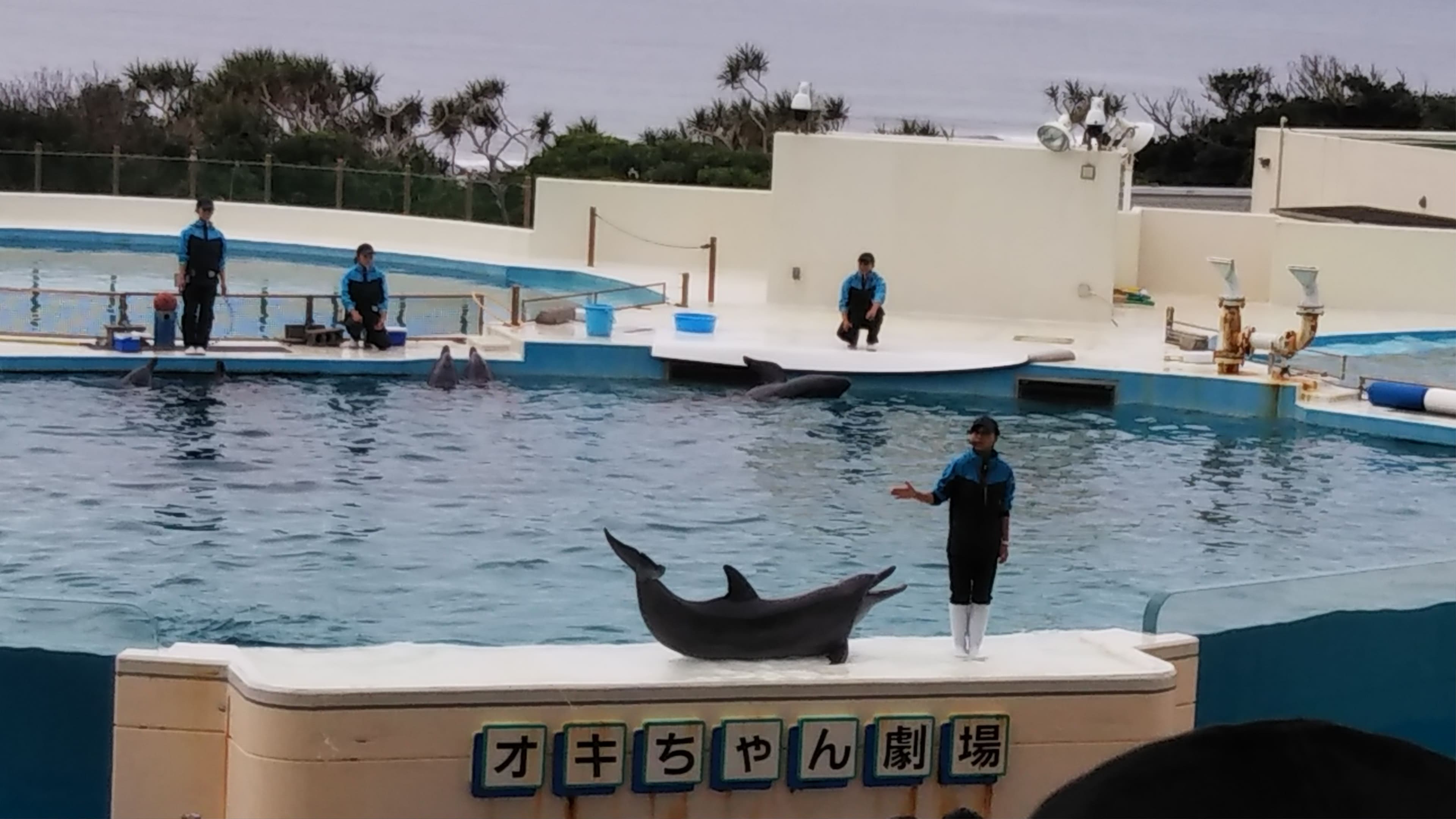 沖縄 無料でイルカのショーが見られる 海洋博公園 サユリスト Com